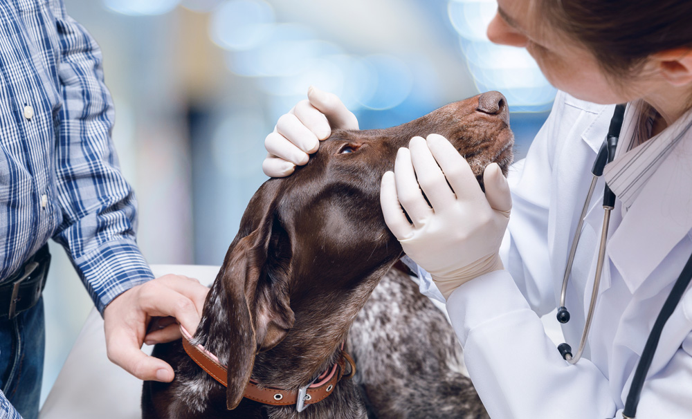 dog allergy test for humans