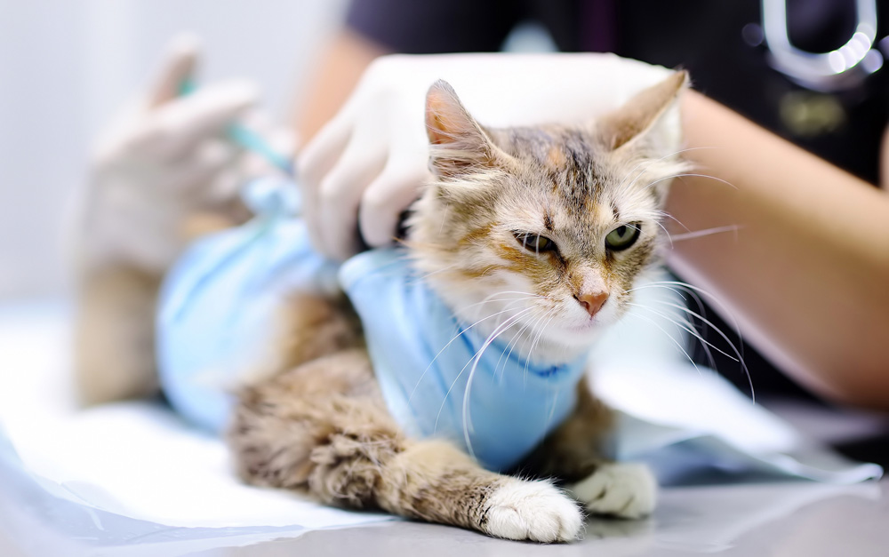 FVRCP Vaccine for Cats What You Need to Know We're All About Cats
