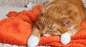 Feline Inflammatory Bowel Disease: Treating IBD in Cats