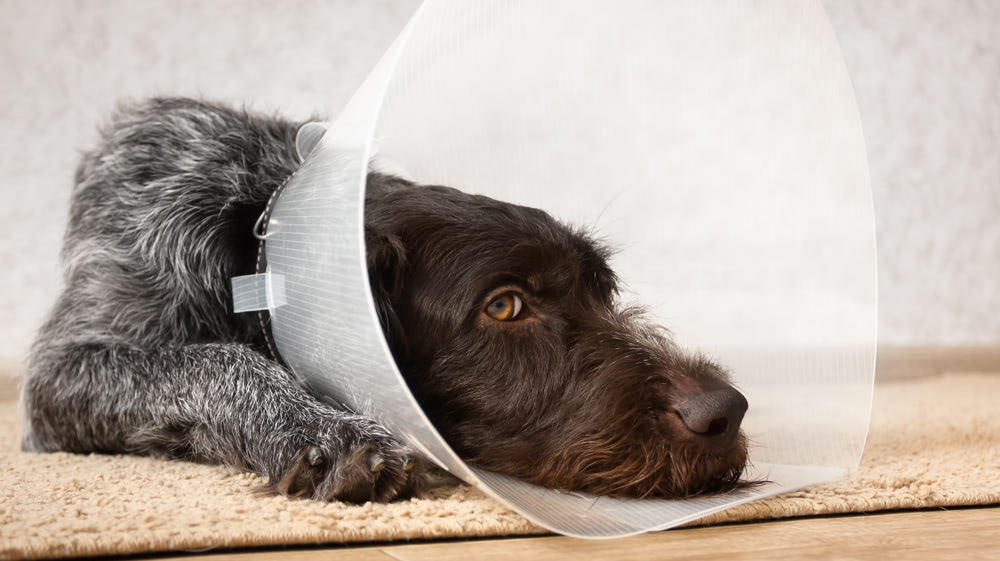 what happens when dogs are neutered