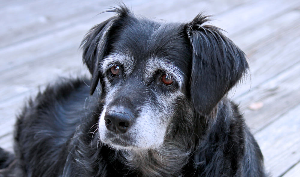 Senior Dog Dental Care and Anesthesia: FAQs and Best Practices