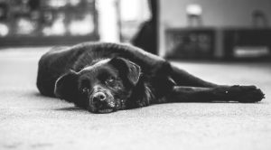 Diagnosing Canine Cognitive Dysfunction: Symptoms and Treatment