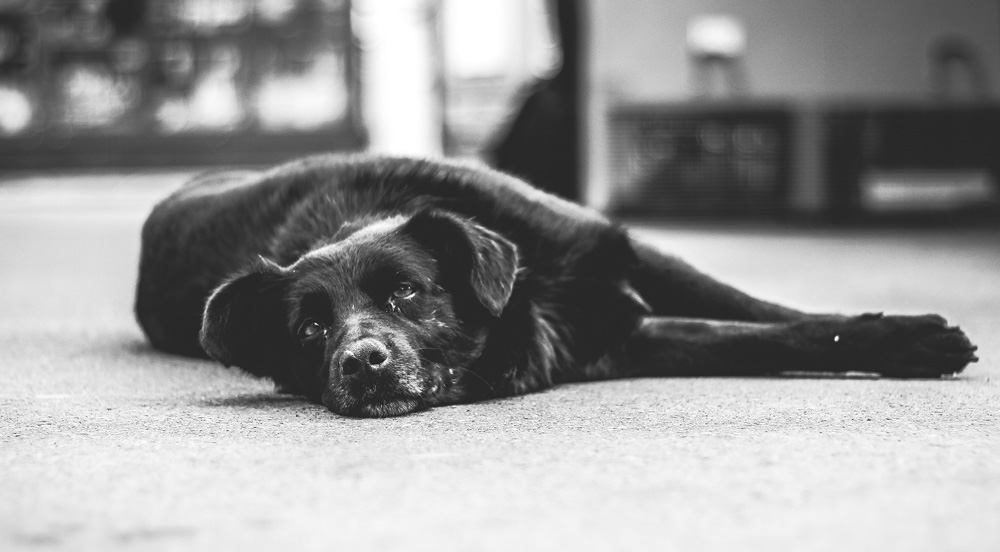 Diagnosing Canine Cognitive Dysfunction: Symptoms and Treatment