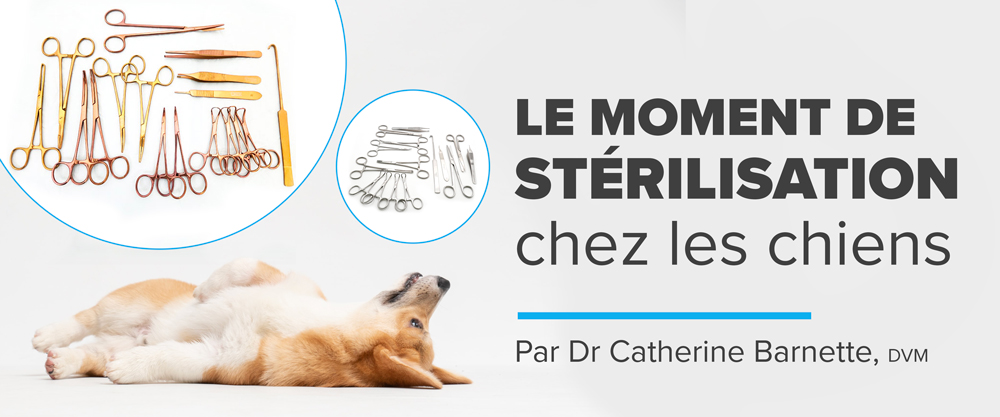 Le moment de stérilisation chez les chiens : peser le pour et le contre par Dre Catherine Barnette, DMV